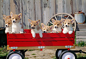 PUP 30 CE0030 01
Group Of Pembroke Welsh Corgi Puppies Sitting In Red Wagon