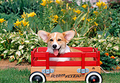 PUP 30 CE0032 01
Pembroke Welsh Corgi Puppy Sitting In Wagon By Yellow Daylilies