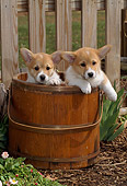 PUP 30 CE0002 01
Two Pembroke Welsh Corgi Puppies Sitting In Wooden Bucket By Fence