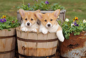 PUP 30 CE0003 01
Two Pembroke Welsh Corgi Puppies Sitting In Wooden Planter By Flowers
