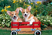 PUP 30 CE0006 01
Two Pembroke Welsh Corgi Puppies Sitting In Red Wagon By Flowers