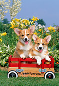 PUP 30 CE0007 01
Two Pembroke Welsh Corgi Puppies Sitting In Red Wagon By Flowers