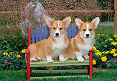 PUP 30 CE0008 01
Two Pembroke Welsh Corgi Puppies Sitting On Bench By Flowers