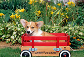 PUP 30 CE0009 01
Pembroke Welsh Corgi Puppy Sitting In Red Wagon By Flowers