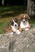 PUP 30 CE0011 01
Two Pembroke Welsh Corgi Puppies Laying On Boulder