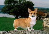 PUP 30 CE0012 01
Pembroke Welsh Corgi Puppy Standing On Boulder By Tree