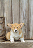 PUP 30 CE0014 01
Pembroke Welsh Corgi Puppy Sitting By Lantern And Barn