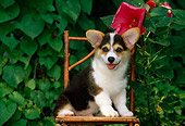 PUP 30 CE0015 01
Pembroke Welsh Corgi Puppy Sitting On Chair By Red Flower And Ivy