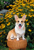 PUP 30 CE0016 01
Pembroke Welsh Corgi Puppy Sitting On Wicker Stool By Yellow Flowers