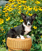 PUP 30 CE0017 01
Cardigan Welsh Corgi Puppy Sitting On Wicker Stool By Yellow Flowers