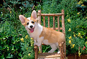 PUP 30 CE0018 01
Pembroke Welsh Corgi Puppy Standing On Chair By Yellow Flowers