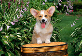 PUP 30 CE0019 01
Pembroke Welsh Corgi Puppy Stepping On Wicker Basket By Flowers
