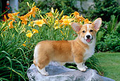 PUP 30 CE0020 01
Pembroke Welsh Corgi Puppy Standing On Rock By Flowers