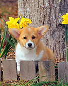 PUP 30 CE0021 01
Pembroke Welsh Corgi Puppy Sitting Behind Fence By Flowers And Tree