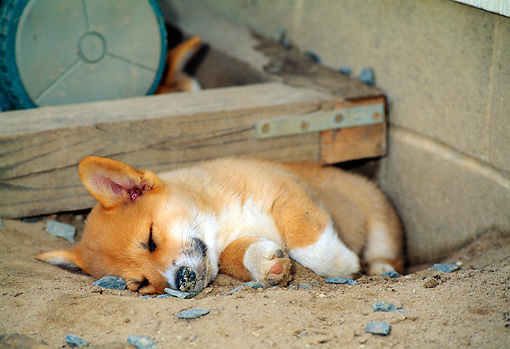 Corgi Puppy Sleeping