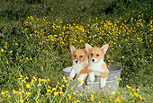 PUP 30 DC0004 01
Two Pembroke Welsh Corgi Puppies Sitting In Washtub In Field Of Yellow Flowers
