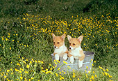 PUP 30 DC0004 02
Two Pembroke Welsh Corgi Puppies Sitting In Washtub In Field Of Yellow Flowers