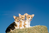 PUP 30 DC0012 03
Three Pembroke Welsh Corgi Puppies Sitting On Hay Bale Blue Sky