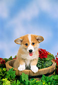 PUP 30 FA0001 01
Pembroke Welsh Corgi Puppy Standing In Bucket With Flowers