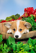 PUP 30 FA0002 01
Pembroke Welsh Corgi Puppy Peeking Out Of Bucket With Flowers