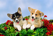 PUP 30 FA0003 01
Pembroke Welsh Corgi Puppies Sitting In Bucket With Flowers