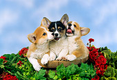 PUP 30 FA0004 01
Pembroke Welsh Corgi Puppies Sitting In Bucket With Flowers