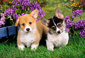 PUP 30 FA0005 01
Pembroke Welsh Corgi Puppies Standing On Grass By Purple Flowers