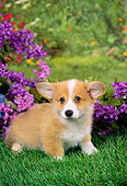 PUP 30 FA0006 01
Pembroke Welsh Corgi Puppy Standing On Grass By Purple Flowers