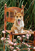 PUP 30 RC0002 01
Pembroke Welsh Corgi Puppy Sitting On Wooden Chair In Garden By Pink Flowers