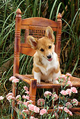 PUP 30 RC0003 01
Pembroke Welsh Corgi Sitting On Wooden Chair In Garden By Pink Flowers