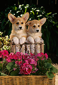 PUP 30 RC0004 01
Two Welsh Corgis Resting On Logs In Garden By Pink Flowers In Wicker Basket