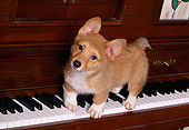 PUP 30 RK0002 01
Welsh Corgi Puppy Standing On Piano Keys