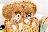 PUP 30 YT0001 01
Two Pembroke Welsh Corgis Peeking Out Of Wicker Basket