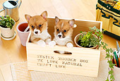 PUP 30 YT0002 01
Two Pembroke Welsh Corgis Peeking Out Of Wooden Box