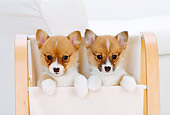 PUP 30 YT0003 01
Two Pembroke Welsh Corgis Peeking Out Of Magazine Rack