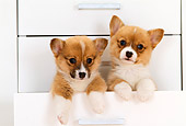 PUP 30 YT0004 01
Two Pembroke Welsh Corgis Peeking Out Of White Drawer