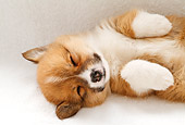 PUP 30 YT0007 01
Close-Up Of Pembroke Welsh Corgi Sleeping On White Rug