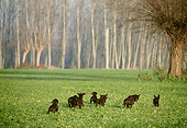 PUP 31 AB0001 01
German Wirehaired Pointer Puppies Playing In Grass Field