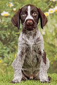 PUP 31 JE0001 01
German Wirehaired Pointer Puppy Sitting On Grass By Mums