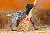 PUP 31 PE0001 01
German Shorthaired Pointer Playing With Broom