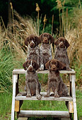 PUP 31 CE0001 01
Five German Shorthaired Pointer Puppies Sitting On Steps By Tall Grasses