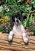 PUP 31 CE0003 01
Pointer Puppy Standing On Log By Purple Flowers And Shrubs