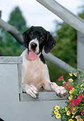 PUP 31 CE0004 01
Pointer Puppy Laying On Wooden Stairs By Flowers