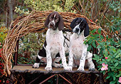 PUP 31 CE0005 01
Two Pointer Puppies Sitting On Twig Bench By Shrubs