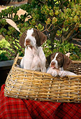 PUP 31 RC0001 01
Portrait Of Two Pointer Puppies Sitting In Basket On Red Tablecloth By Bush