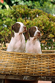 PUP 31 RC0002 01
Portrait Of Two Pointer Puppies Sitting In Basket By Bush