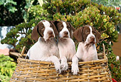 PUP 31 RC0003 01
Portrait Of Three Pointer Puppies Sitting In Basket By Bush