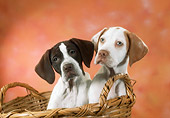 PUP 31 RC0005 01
Two English Pointer Puppies Sitting In Wicker Basket