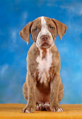 PUP 31 RC0006 01
Pointer Puppy Sitting On Orange Cloth Studio