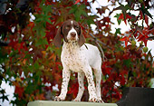 PUP 31 RK0004 03
German Shorthaired Pointer Puppy Standing On Pedestal By Autumn Trees